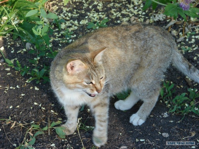 Котовторник, для любителей кошек