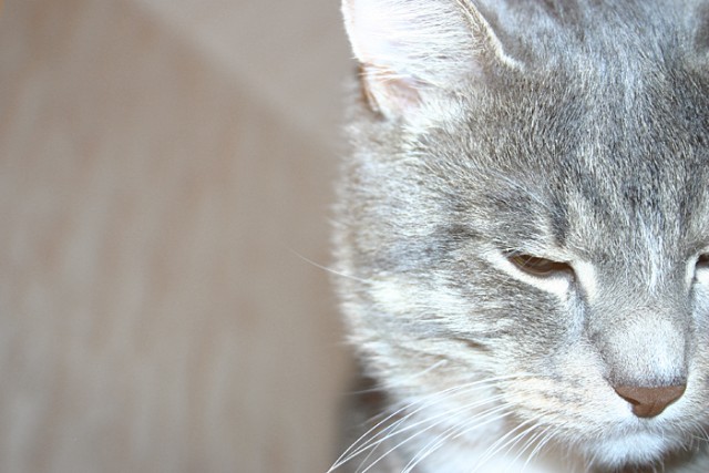 Котовторник 1.11.11