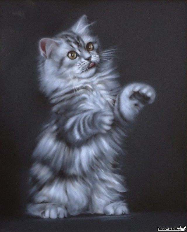 Котовторник 27.12.11