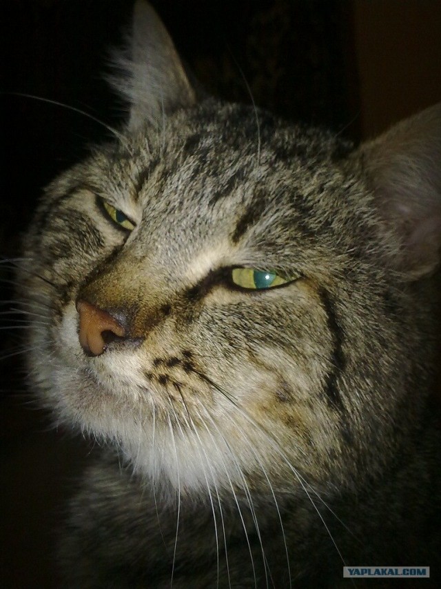Котовторник! 13.03.2012