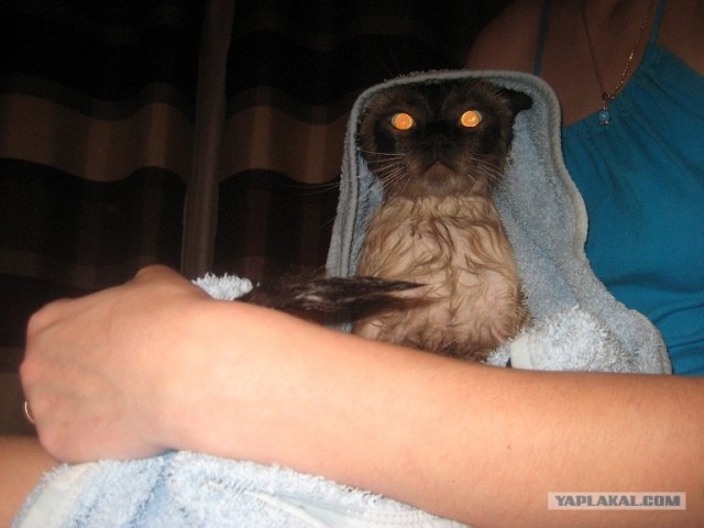 Котовторник 1 мая 2012