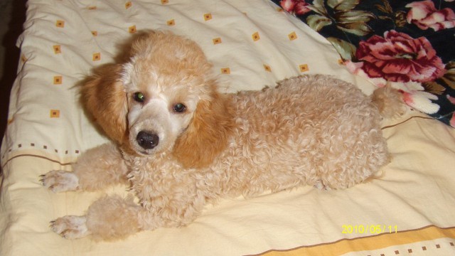 Котовторник 22.05.2012