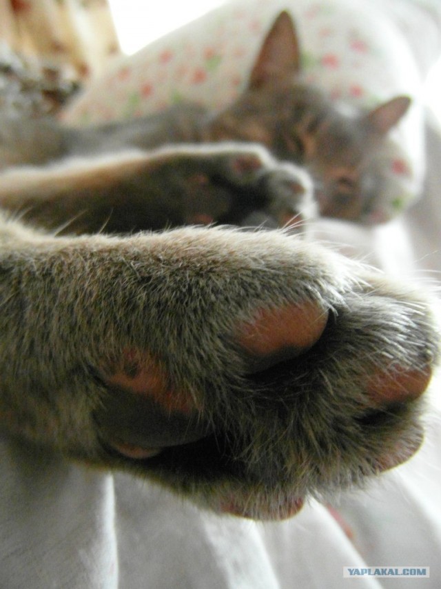 Котовторник 07.08.2012