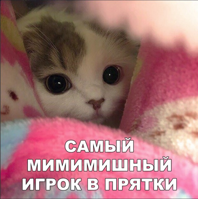 Забавные фото котеек