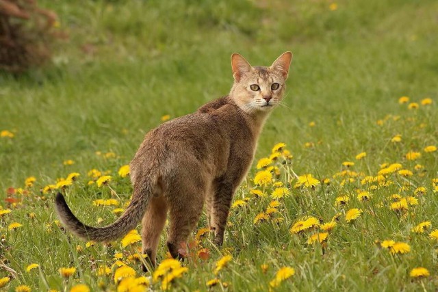 Дикий котовторник 11.06.19