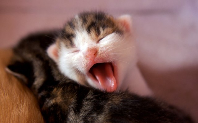 Котовторник однако
