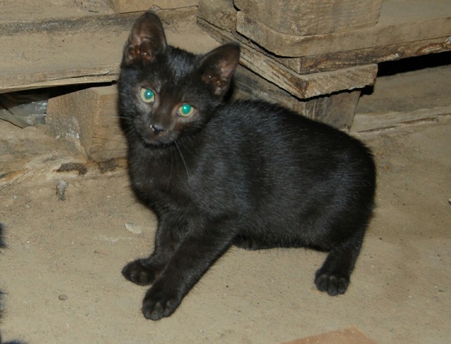 Забавные фото котеек