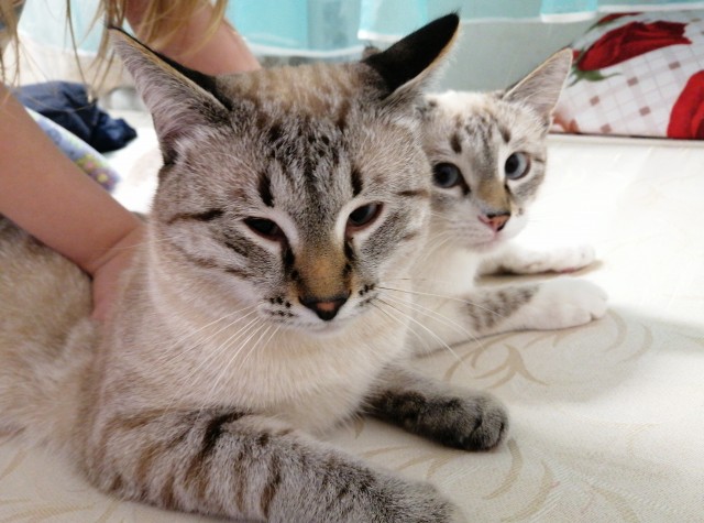 Котейка. Позитива пост. Эволюция?