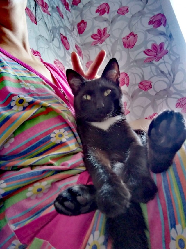 Эти забавные животные