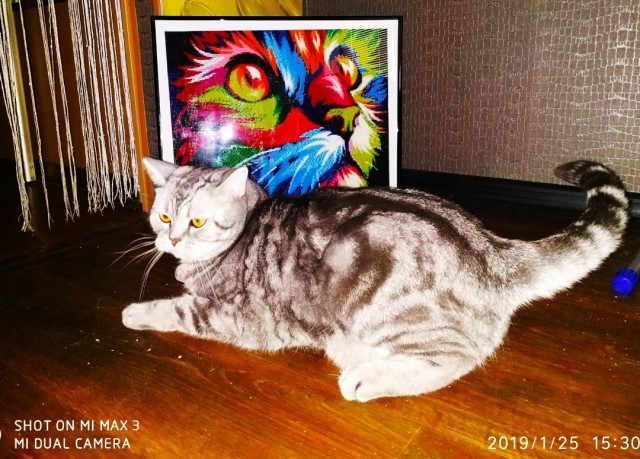 Картинки на котовторник 1.09.20