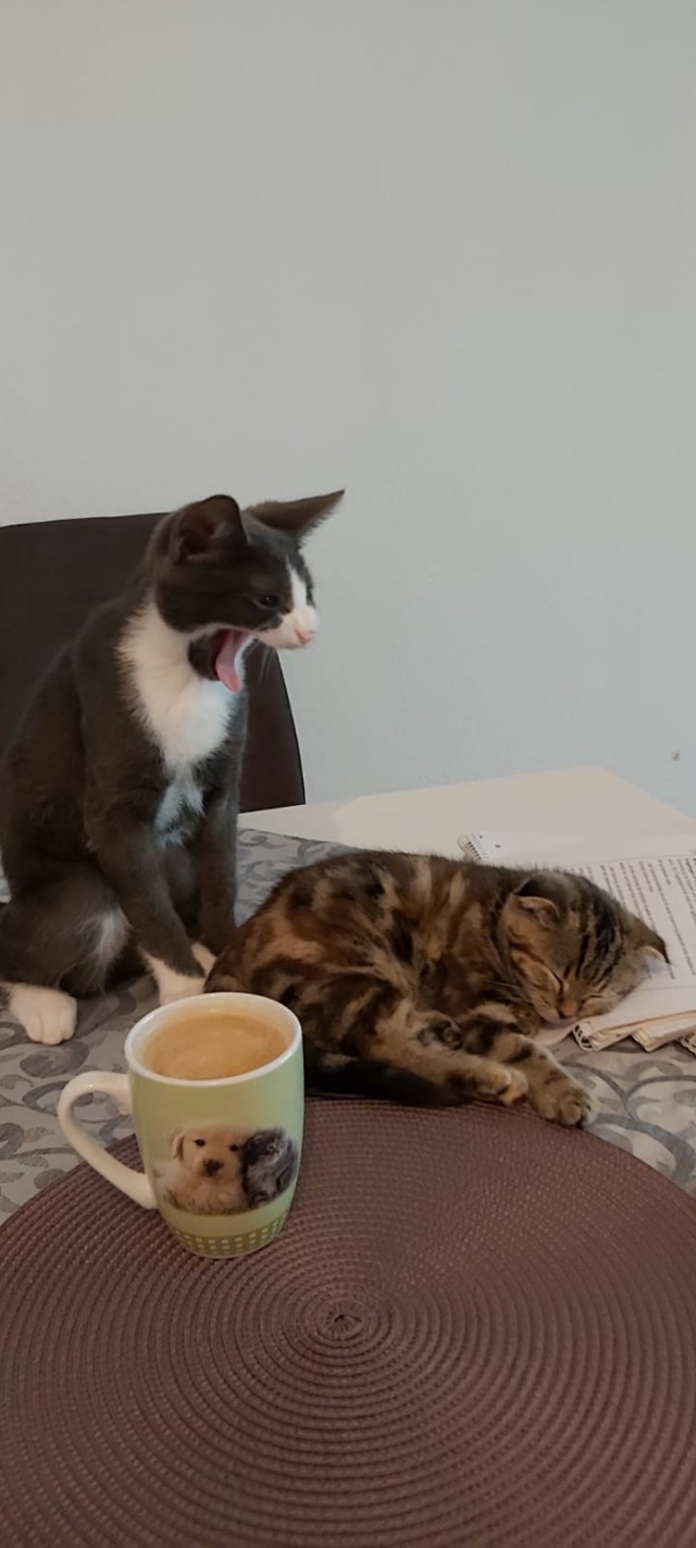 Котики