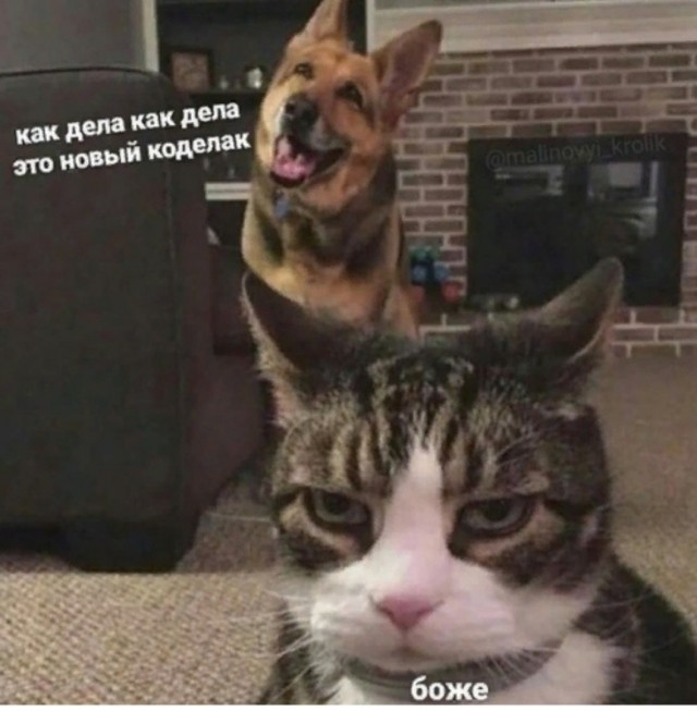 Котомемы