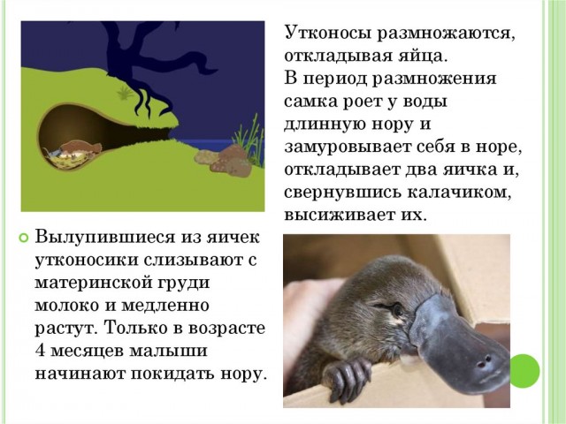 Комментарии из соцсетей