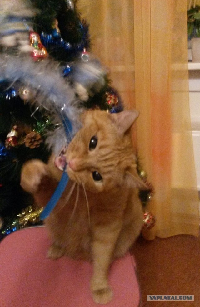 Последний котовторник 2020 года