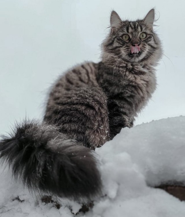 Котовторник. Добавляйте своих