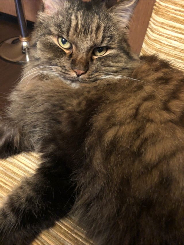 Котовторнику быть!