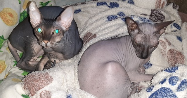 Котенок