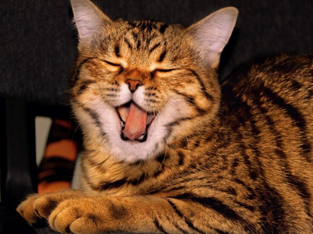 Котовторник же!