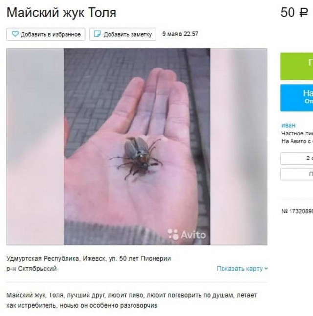 Чудики с Авито