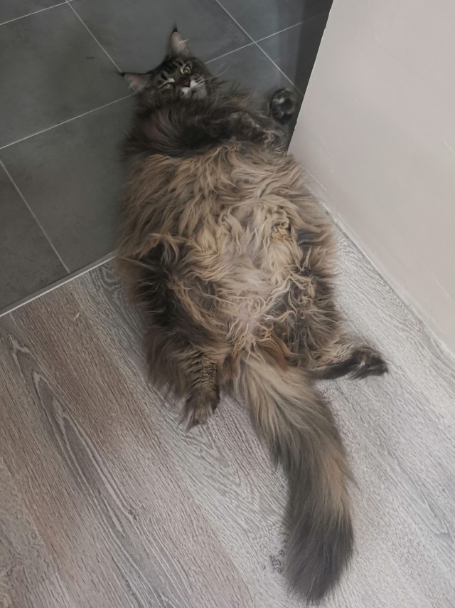 Хоба! Котовторник!