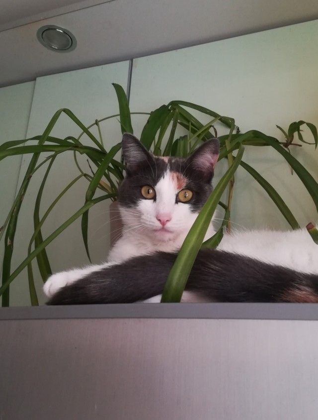 Котовторник. Поговорим о кличках, друзья