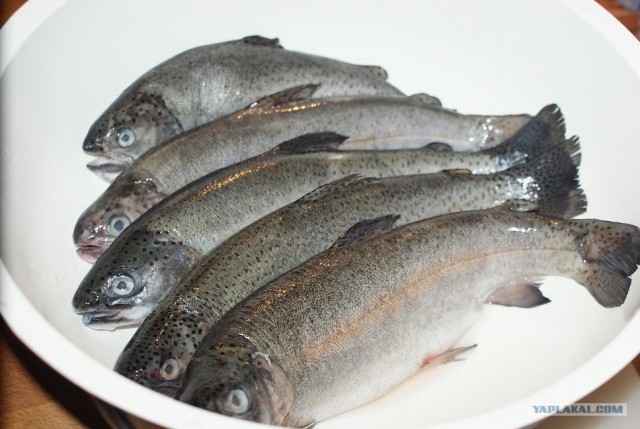 Пятничные посиделки на теплотрассе ©