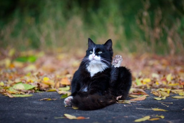 Котовторник 05.10.21 г