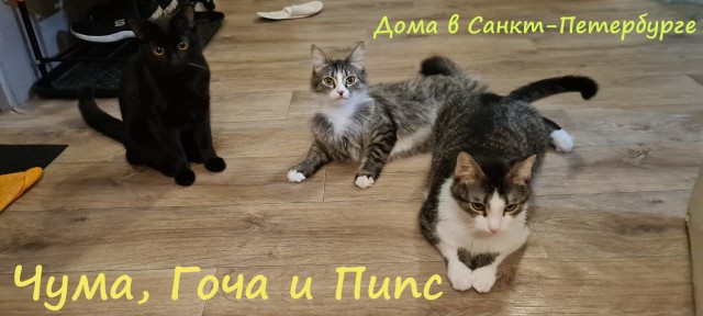 Жизнь домашнего приюта "Котоленд" 309
