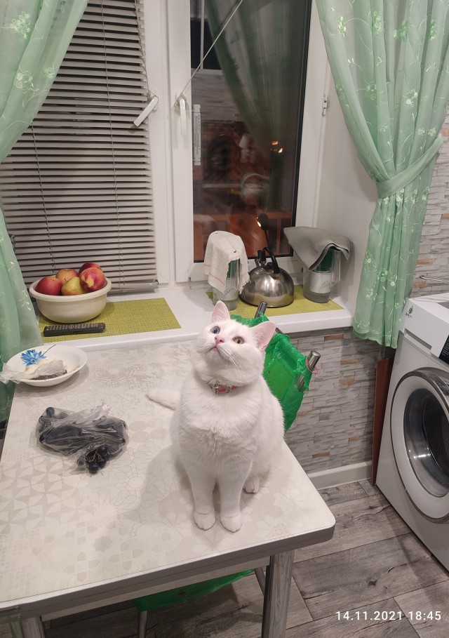 Котовторнику быть