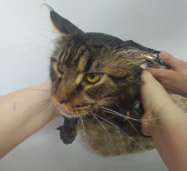 Мыть кота