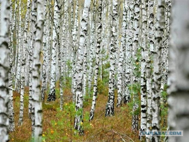 СОК Берёз и клёнов