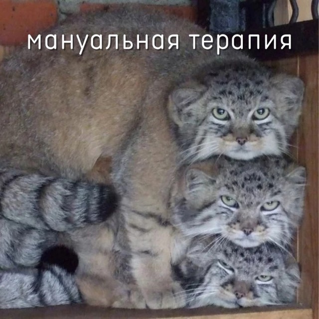 Весёлый полтишок 06.04.22