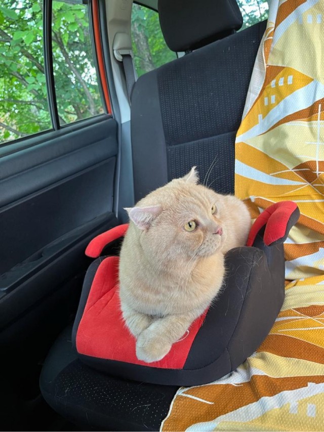 Отдали кота