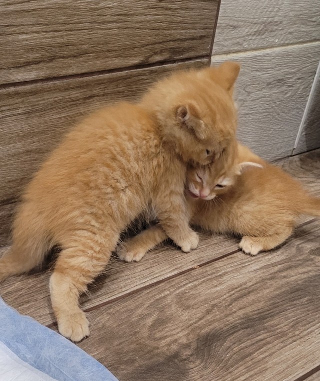 Мой котовторник