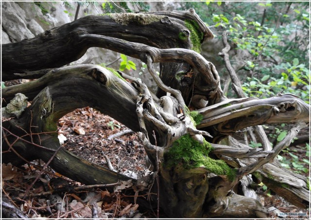 Крым. Змеиная балка. Терень-Джалга.