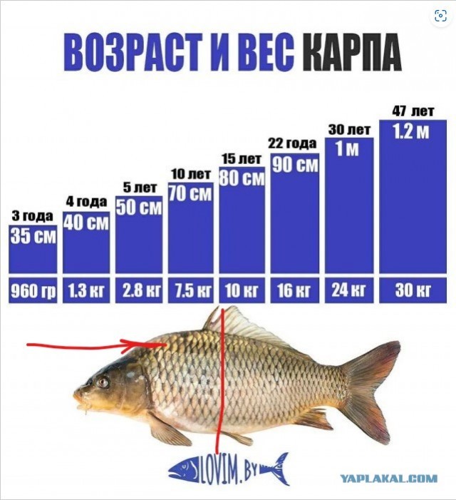 Посторонний предмет во влагалище