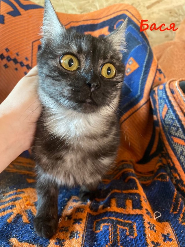 Жизнь домашнего приюта "Котоленд" 365