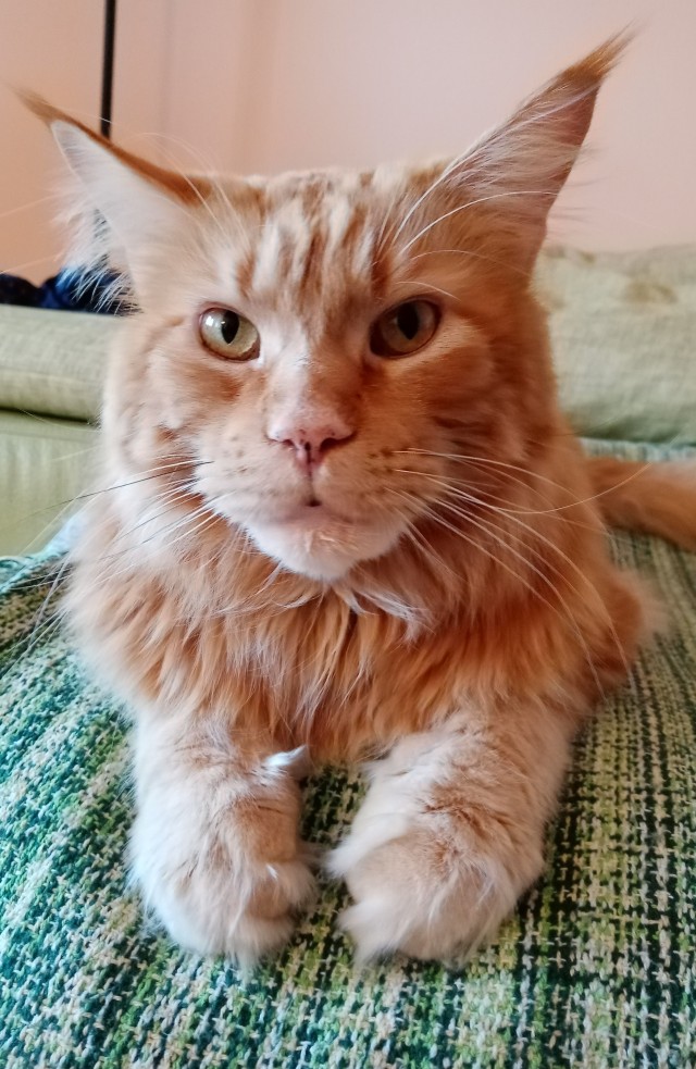 Коточетверг!