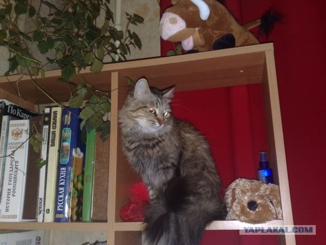 Котовторник 26.03.2013
