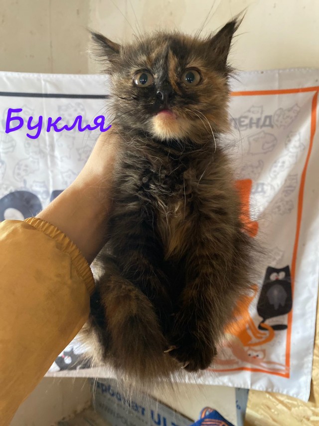 Жизнь домашнего приюта "Котоленд" 376