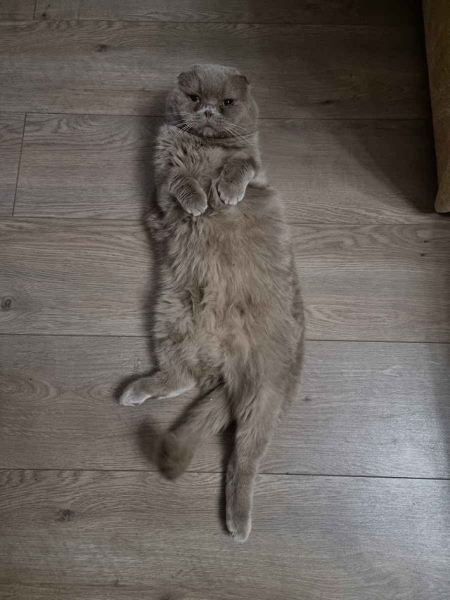 Пройдемся по котикам?!