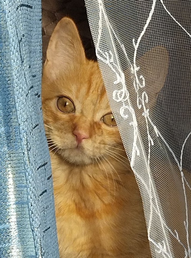 Котовторник