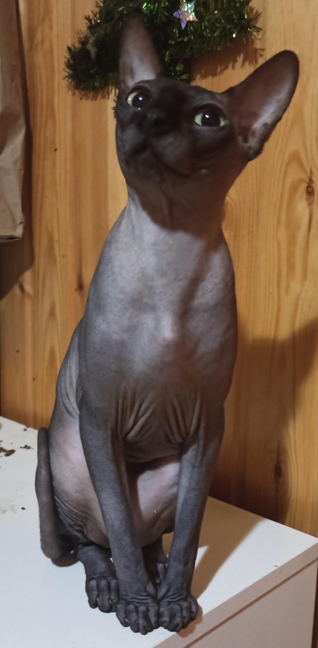 Наиграл