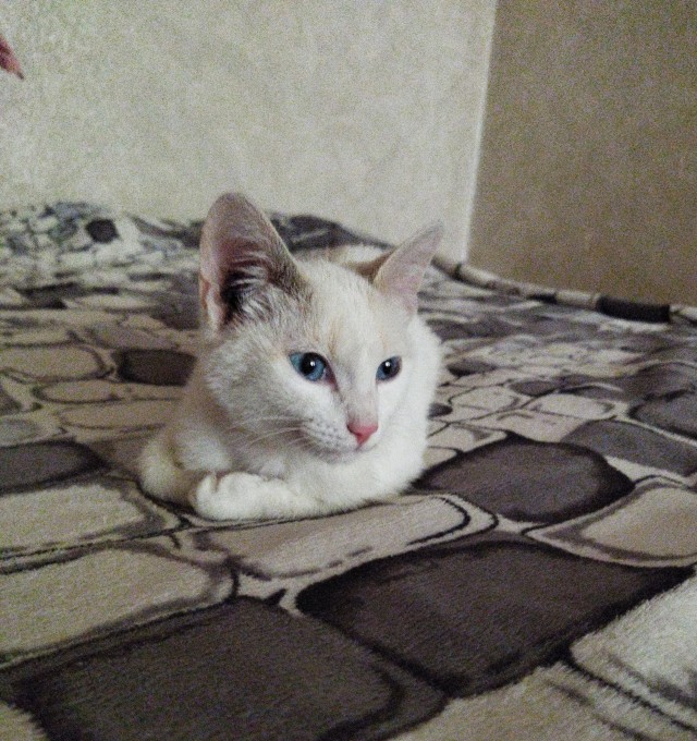 Подобрал котенка
