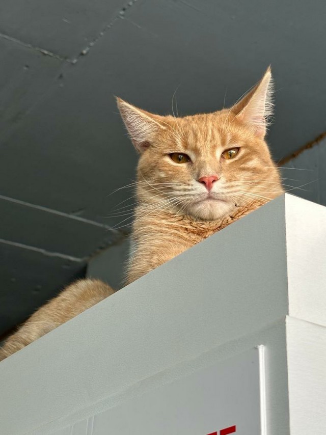 Котовторник Рыжих