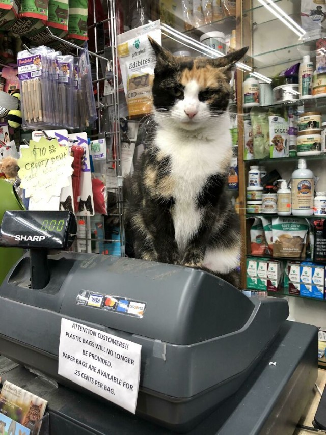 Котаны в магазинах Нью-Йорка