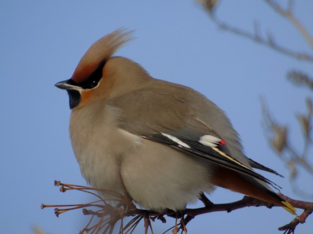 Свиристели, свиристели... пообедать прилетели!