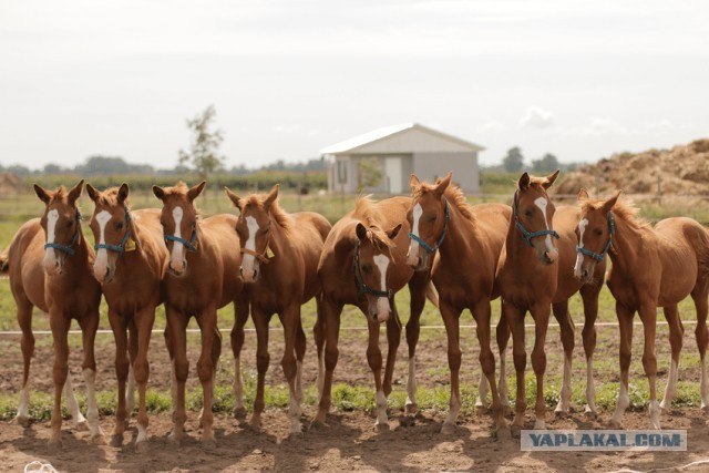 Иван Грозный и его время. Великие реформы⁠⁠