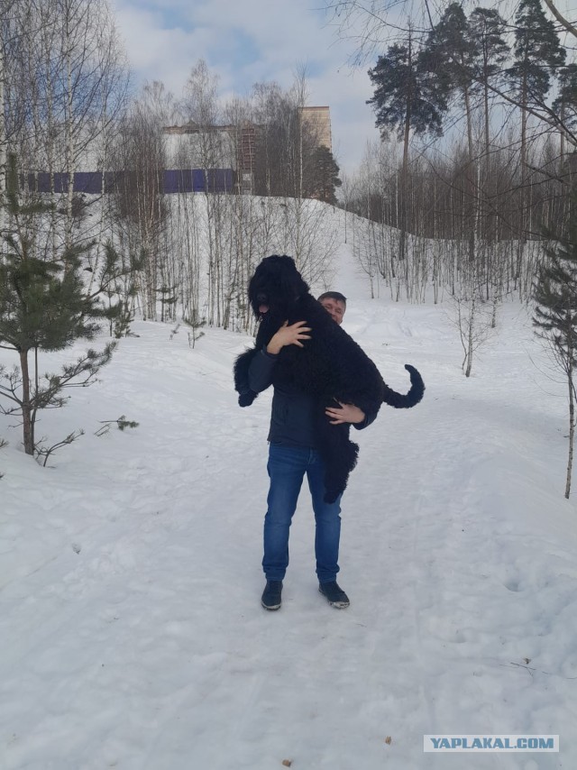 К собакочетвергу
