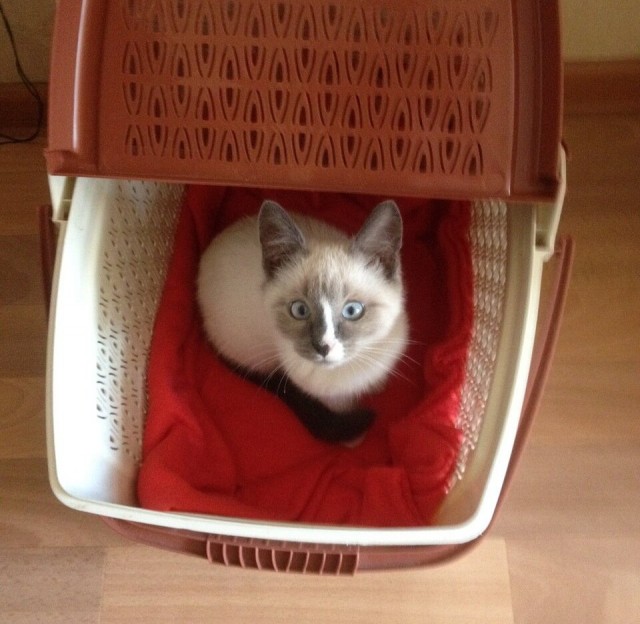 Кот, который научился доверять людям